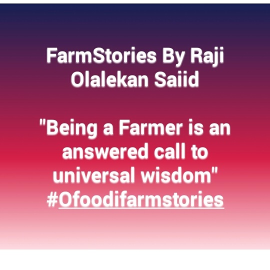 #oFooDiFarmStories By Raji Olalekan Saiid